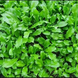 Culantro Seeds for Planting - 5000 Seeds, Eryngium foetidum, Herb Seeds - Image 5