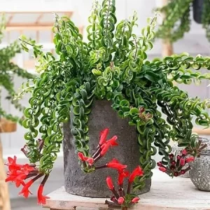 Curly Lipstick Plant Live - 2 Aeschynanthus Plants in 3-inch Pots, Trailing Houseplant - Image 3