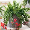 Curly Lipstick Plant Live - 2 Aeschynanthus Plants in 3-inch Pots, Trailing Houseplant - Image 1