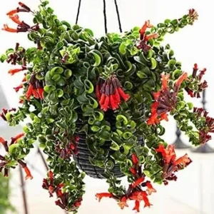 Curly Lipstick Plant Live - Aeschynanthus Houseplant in 3 Inch Pot, Trailing Vine - Image 7