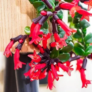 Curly Lipstick Plant Live - Aeschynanthus Twister - 3 Inch Pot - Red Flower Houseplant - Image 2