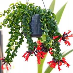 Curly Lipstick Plant Live - Aeschynanthus Twister Vine in 3 Inch Pot, Red Flowers, Easy Care Houseplant - Image 3