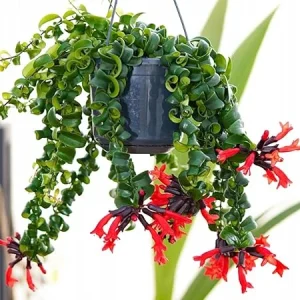 Curly Lipstick Plant Live - Aeschynanthus Twister Vine in 3 Inch Pot, Red Flowers, Easy Care Houseplant - Image 4