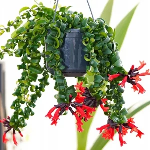 Curly Lipstick Plant Live - Aeschynanthus Twister Vine in 3 Inch Pot, Red Flowers, Easy Care Houseplant - Image 5