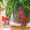 Curly Lipstick Plant – Red Aeschynanthus Live Plant – 3 Inch Pot – Indoor Houseplant - Image 1