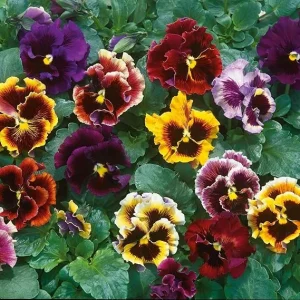 Curly Pansy Viola Live Plants - 2 Pack, 3-5 Inches Tall, Zones 4-8 - Image 4