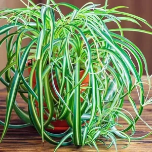 Curly Spider Plant Live Houseplant – 4 Inch Pot – Indoor/Outdoor Air Purifying - Image 2