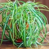 Curly Spider Plant Live Houseplant – 4 Inch Pot – Indoor/Outdoor Air Purifying - Image 1
