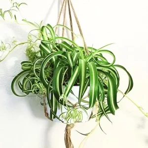 Curly Spider Plant Live Houseplant - 4 Inch Potted - Indoor & Outdoor - Image 2