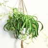 Curly Spider Plant Live Houseplant - 4 Inch Potted - Indoor & Outdoor - Image 1