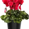 Cyclamen Live Plant – Red Blooms, 4 inch Pot – Indoor Houseplant - Image 1