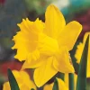Daffodil Bulbs - 25 Yellow Narcissus Flower Bulbs for Spring Planting, Zones 3-8 - Image 1