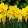 Daffodil Bulbs for Fall Planting - 50 Yellow Narcissus Flower Bulbs, Outdoor Perennial - Image 1