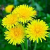Dandelion Live Plant - Yellow Dandelion in 4 inch Potted - Perennial Outdoor - Image 1