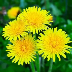 Dandelion Live Plant - Yellow Dandelion in 4 inch Potted - Perennial Outdoor - Image 7