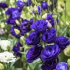 Dark Blue Lisianthus Live Plant - 2-3 Inch Plug Seedling, Thornless Roses - Image 1