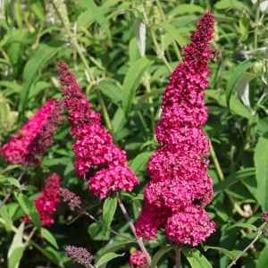 Dark Pink Butterfly Bush Live Plant, 4-8 Inch Tall, Outdoor Garden Shrub - Image 2