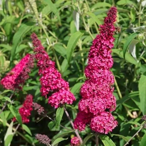 Dark Pink Butterfly Bush Live Plant, 4-8 Inch Tall, Outdoor Garden Shrub - Image 4