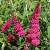 Dark Pink Butterfly Bush Live Plant, 4-8 Inch Tall, Outdoor Garden Shrub - Image 1