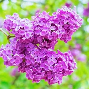 Dark Purple Lilac Bush Live Plant - Quart Pot, Outdoor Shrub, Zones 3-7 - Image 2