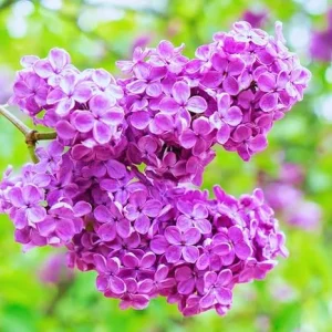 Dark Purple Lilac Bush Live Plant - Quart Pot, Outdoor Shrub, Zones 3-7 - Image 5