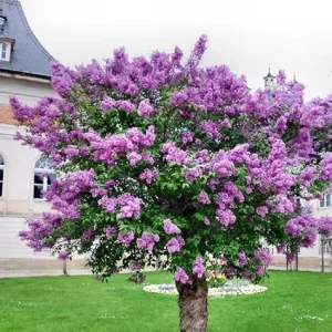 Dark Purple Lilac Live Plant – Fragrant Outdoor Shrub – Syringa – USDA Zone 3-7 - Image 5