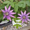 Dark Purple Passion Flower Live Plant - Passiflora Vine, 4-8 Inch Tall, Outdoor - Image 1