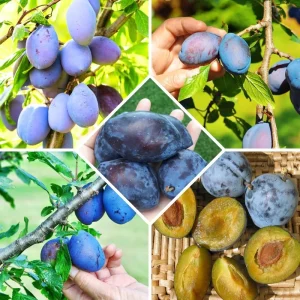 Dark Purple Plum Tree - Hardy Bare Root Fruit Tree for Planting, 6-15 Inch Tall, Outdoor - Image 2