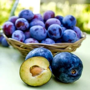 Dark Purple Plum Tree - Hardy Bare Root Fruit Tree for Planting, 6-15 Inch Tall, Outdoor - Image 7