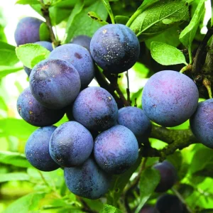 Dark Purple Plum Tree - Hardy Bare Root Fruit Tree for Planting, 6-15 Inch Tall, Outdoor - Image 8