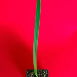 Date Palm Tree Seedling Live Plant - Phoenix Dactylifera Starter - 6-12 inches Tall - Image 2