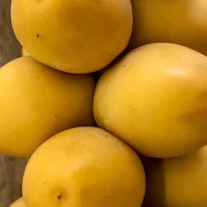 Date Palm Tree Seedling Live Plant - Phoenix Dactylifera Starter - 6-12 inches Tall - Image 3