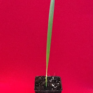Date Palm Tree Seedling Live Plant - Phoenix Dactylifera Starter - 6-12 inches Tall - Image 4