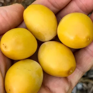 Date Palm Tree Seedling Live Plant - Phoenix Dactylifera Starter - 6-12 inches Tall - Image 5