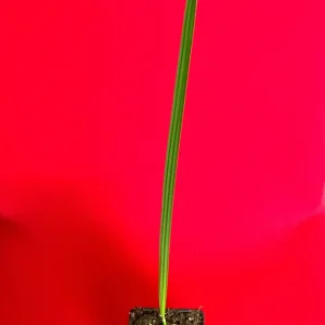 Date Palm Tree Seedling Live Plant - Phoenix Dactylifera Starter - 6-12 inches Tall - Image 6