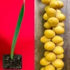 Date Palm Tree Seedling Live Plant - Phoenix Dactylifera Starter - 6-12 inches Tall - Image 1