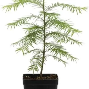 Dawn Redwood Live Plant – Metasequoia Glyptostroboides – 6-12 Inch Tall – Quart Pot – Outdoor Shade Tree - Image 3