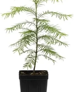 Dawn Redwood Live Plant – Metasequoia Glyptostroboides – 6-12 Inch Tall – Quart Pot – Outdoor Shade Tree - Image 7