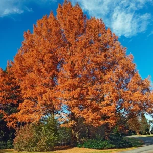 Dawn Redwood Tree Live Plant - 6-12 Inch Tall, Quart Pot, Shade Tree - Image 3