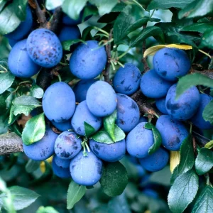 Deep Purple Plum Tree Live Plant – 3-4 Ft Tall – Bareroot – Hardy Fruit Tree - Image 2