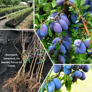 Deep Purple Plum Tree Live Plant – 3-4 Ft Tall – Bareroot – Hardy Fruit Tree - Image 6