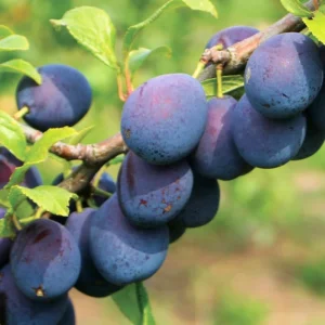 Deep Purple Plum Tree Live Plant – 3-4 Ft Tall – Bareroot – Hardy Fruit Tree - Image 7