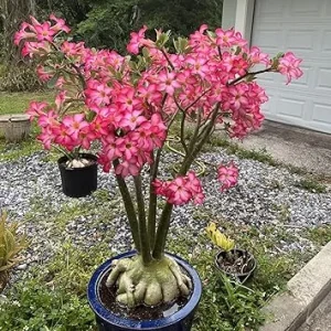 Desert Rose Live Plant 4-5 Inches Tall – Adenium Obesum Tropical Flowering - Image 1