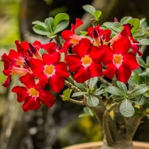 Desert Rose Live Plant – Adenium Obesum Flowers, 5-9 Inches Tall, Indoor/Outdoor - Image 5