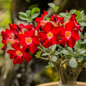 Desert Rose Live Plant – Adenium Obesum Flowers, 5-9 Inches Tall, Indoor/Outdoor - Image 7