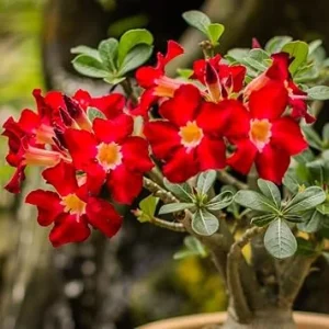 Desert Rose Live Plant – Adenium Obesum Flowers, 5-9 Inches Tall, Indoor/Outdoor - Image 1