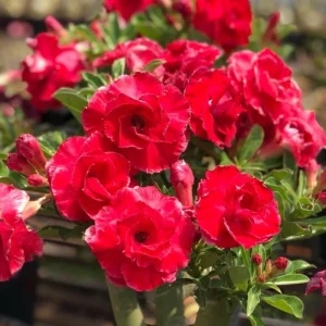 Desert Rose Live Plant, Starter Succulent, 4-6 Inches, Pink Blooms, Indoor/Outdoor - Image 3