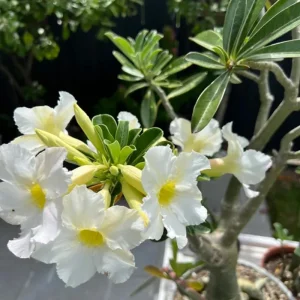 Desert Rose Live Plant, Starter Succulent, 4-6 Inches, Pink Blooms, Indoor/Outdoor - Image 4
