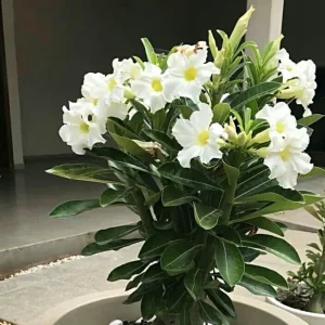 Desert Rose Live Plants - 2-Pack Yellow Adenium Obesum - 4-inch, Indoor/Outdoor - Image 3