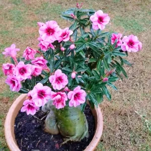 Desert Rose Live Plants - 2-Pack Yellow Adenium Obesum - 4-inch, Indoor/Outdoor - Image 4